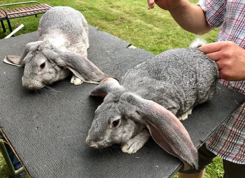 Zwei chinchillafarbige Englische Widder liegen nebeneinander auf einem Bewertungstisch, ein Mann hält eines der Tiere