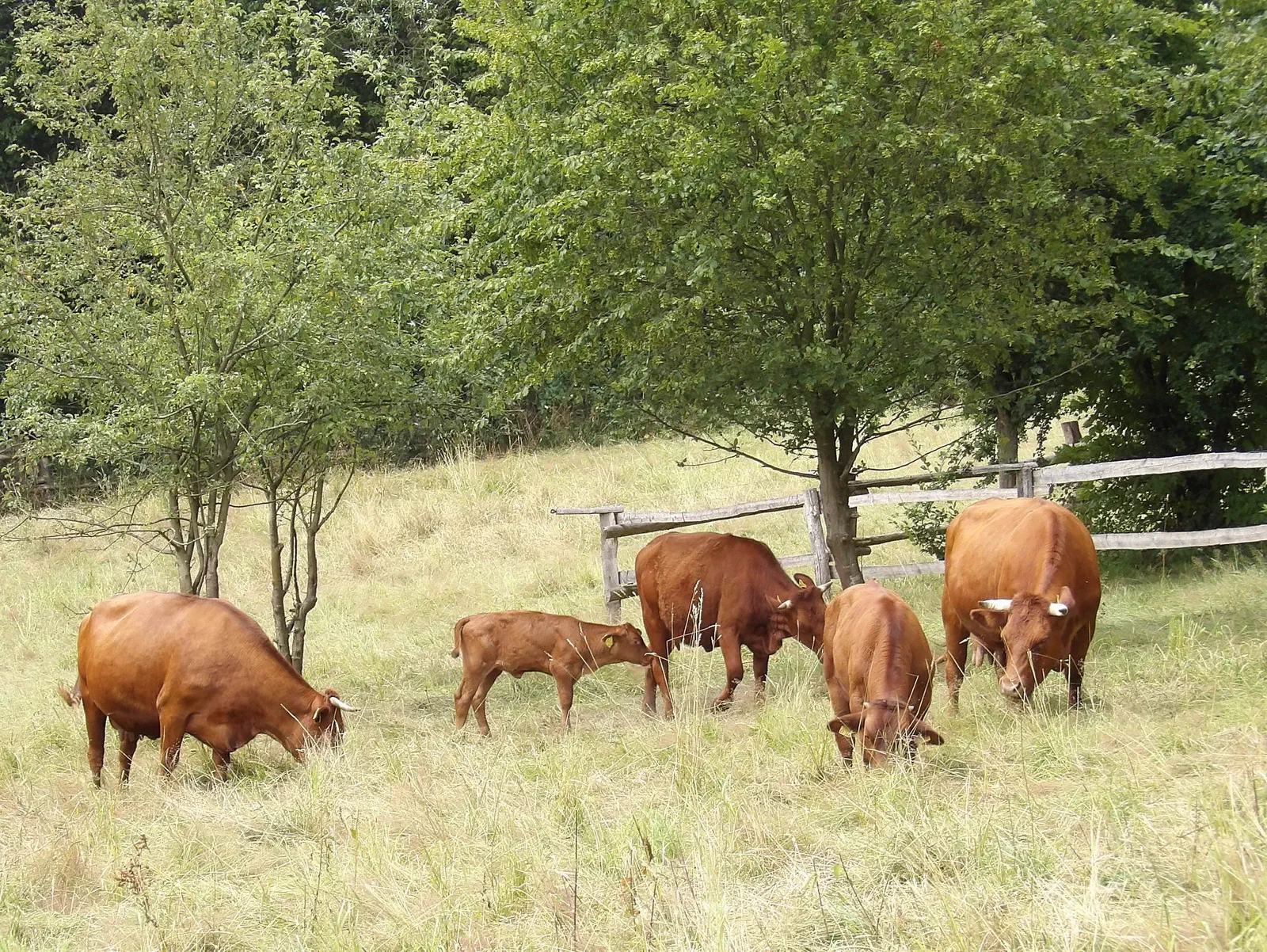 Rotbraune Rinder des Roten Höhenviehs mit einem Kalb grasen auf einer Wiese vor einem Holzzaun und Bäumen