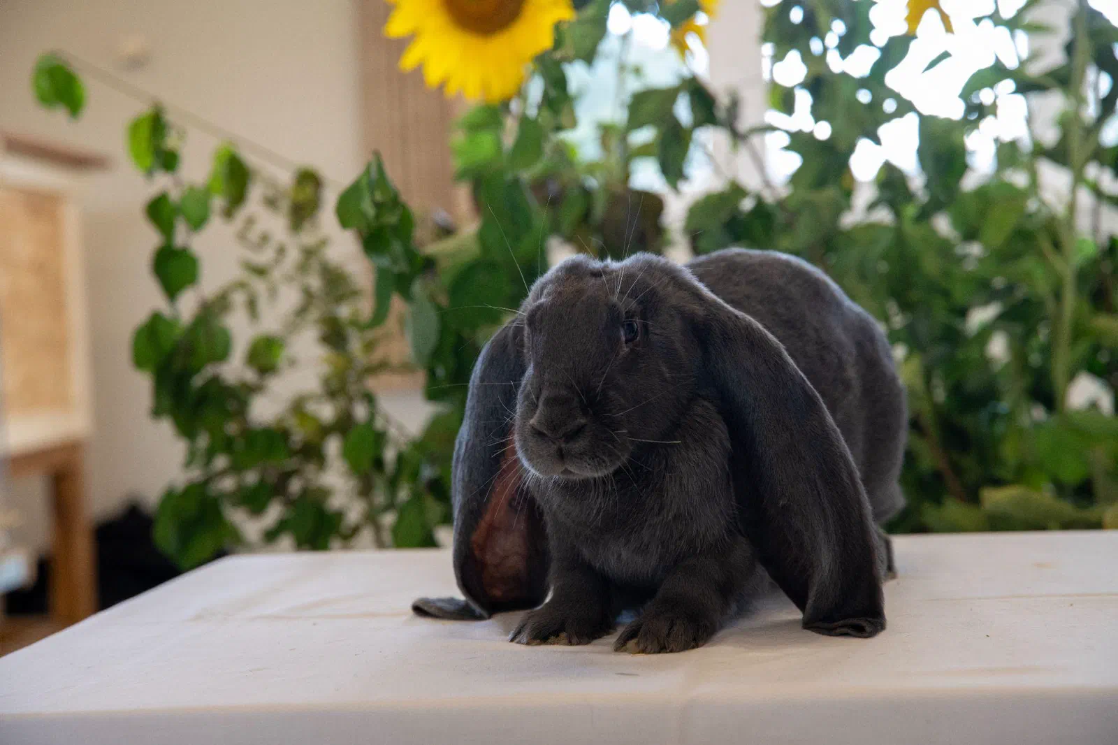 Bélier anglais bleu foncé assis de face sur une table nappée de blanc devant des tournesols, les longues oreilles pendent sur les côtés jusque sur la table