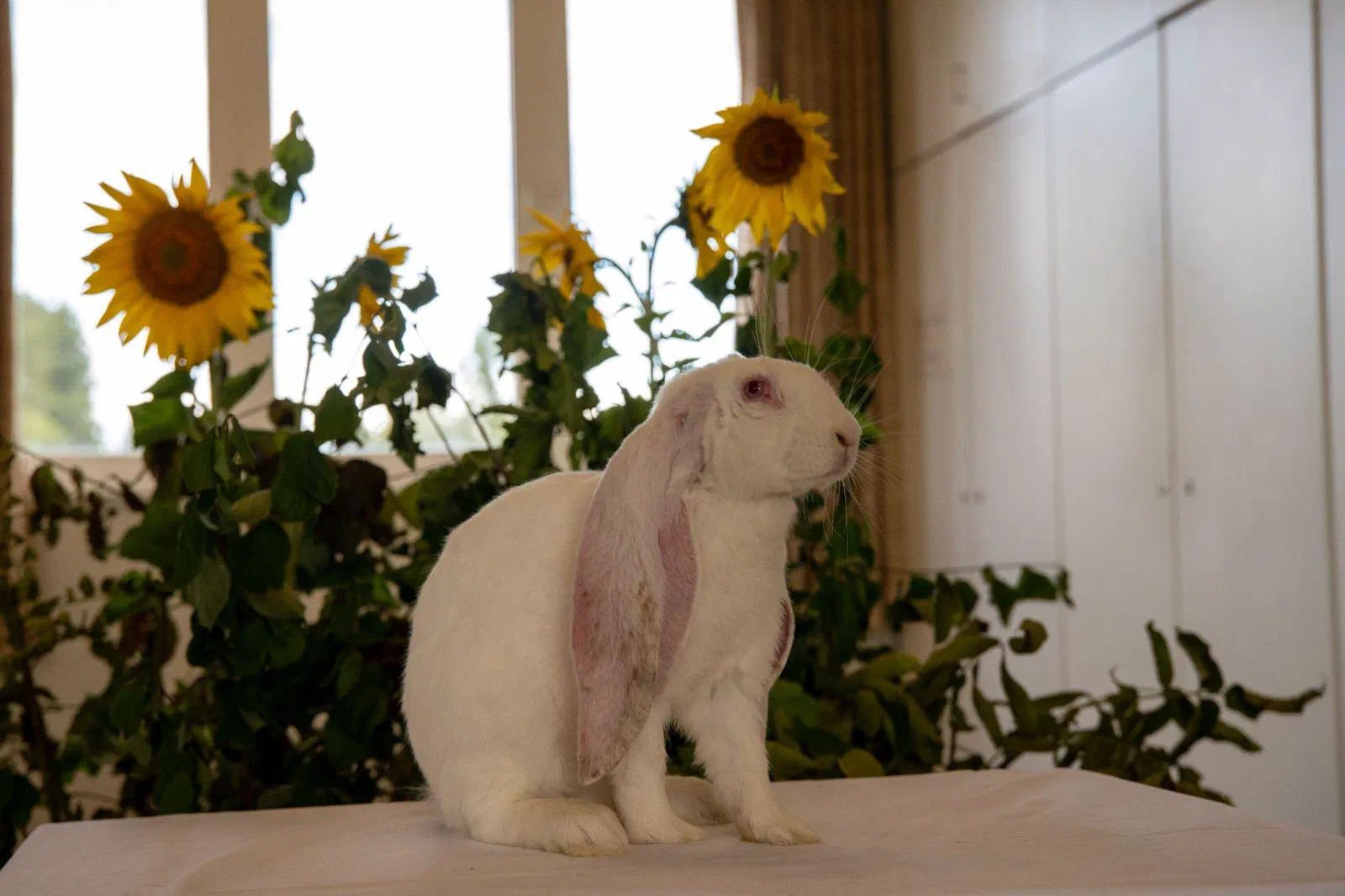 Bélier anglais blanc aux yeux rouges assis bien droit sur une table nappée de blanc devant des tournesols, les oreilles ont des reflets roses