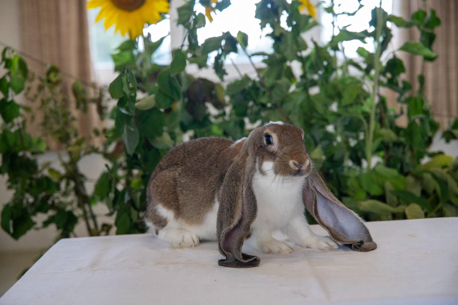 Bélier anglais panaché gris et blanc au poitrail blanc et aux pattes blanches sur une table nappée de blanc devant des tournesols