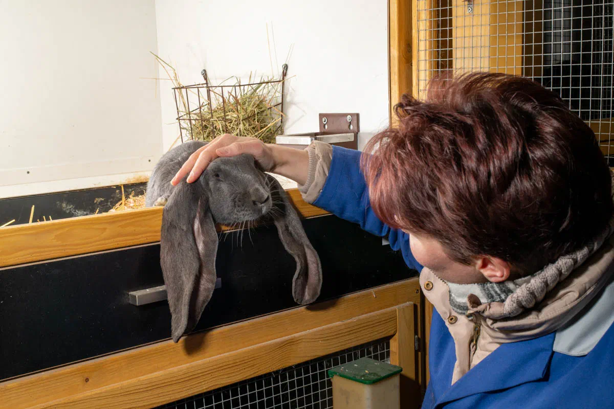Franziska Sprenger am Stall, ein Blauer Englischer Widder lässt seine langen Ohren über die Kante hängen