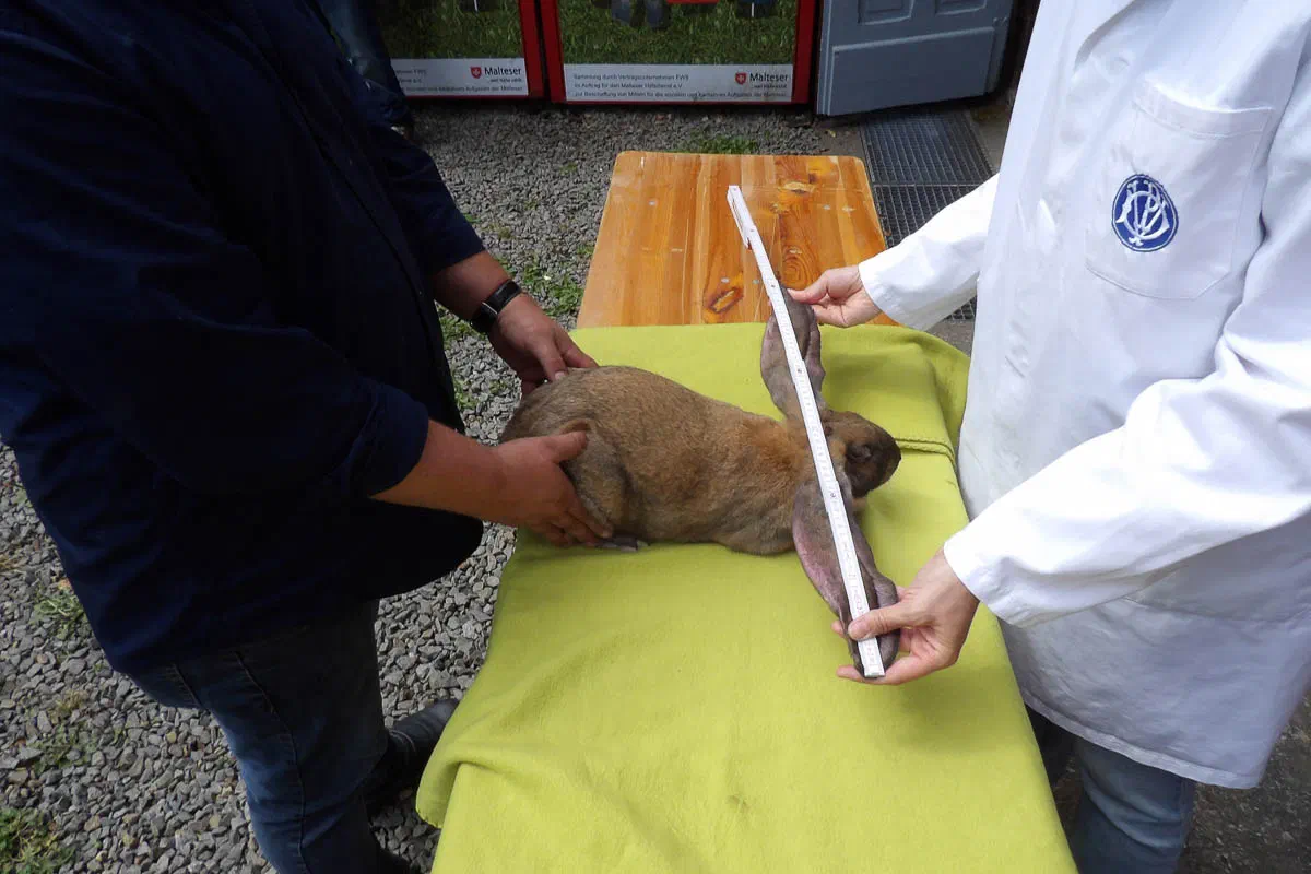 Ein Helfer hält einen thüringerfarbigen Englischen Widder auf einem grün abgedeckten Tisch, die messende Person im weißen Kittel misst mit dem Zollstock die Behanglänge über den Kopf hinweg