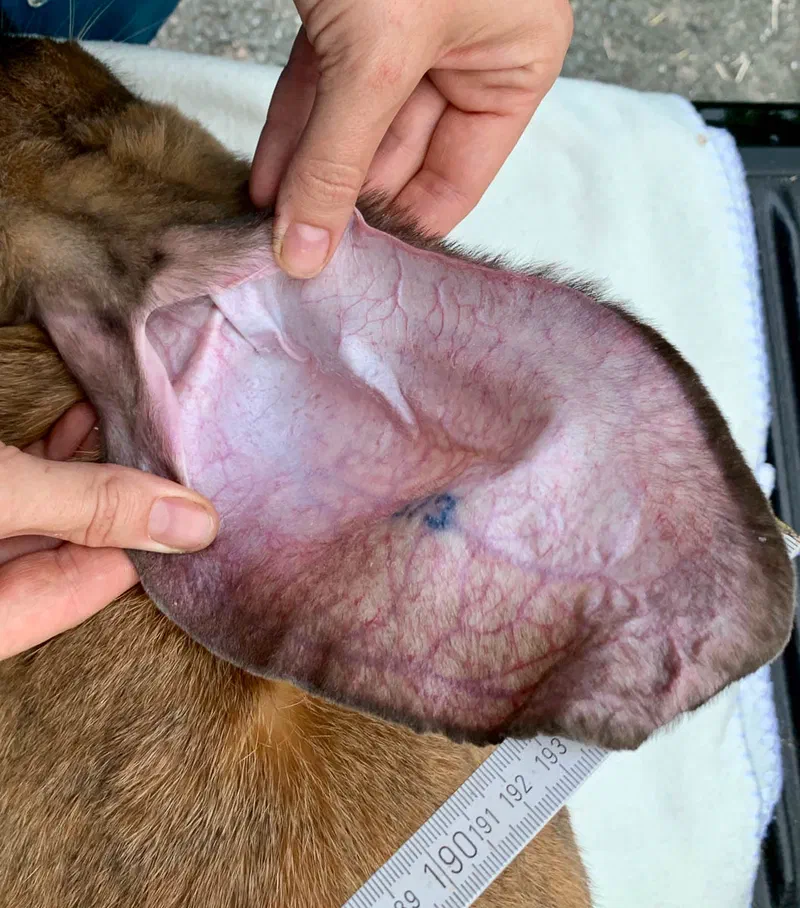 Zwei Hände breiten die Innenseite eines Ohres auseinander, sodass die rosa Haut mit Adern und Tätowierung zu sehen ist