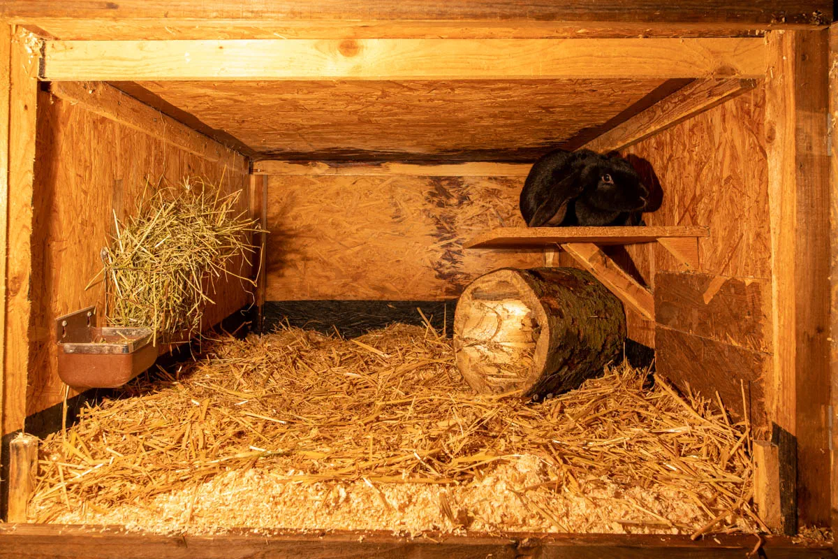 Blick in eine eingestreute Holzbox: Ein schwarzer Englischer Widder sitzt auf dem Ruhebrett, darunter liegt ein hohler Baumstamm, links hängen Heuraufe und Futternapf