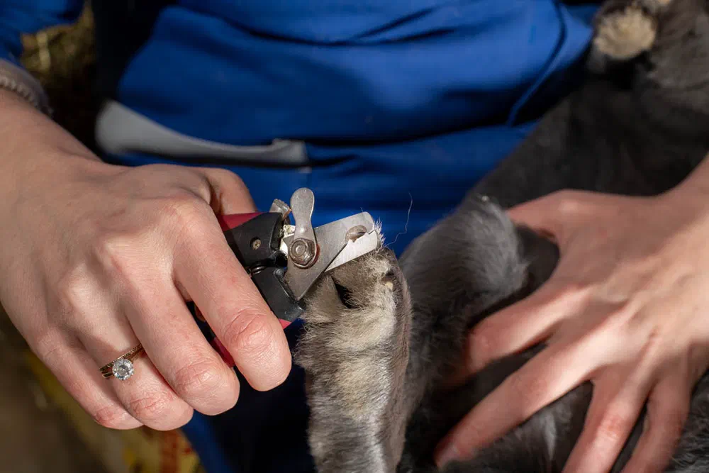 Nahaufnahme: Eine Hand kürzt mit einer Krallenschere die Kralle am Vorderlauf eines blauen Kaninchens, das auf dem Rücken im Arm liegt